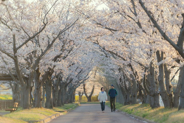 벚꽃길