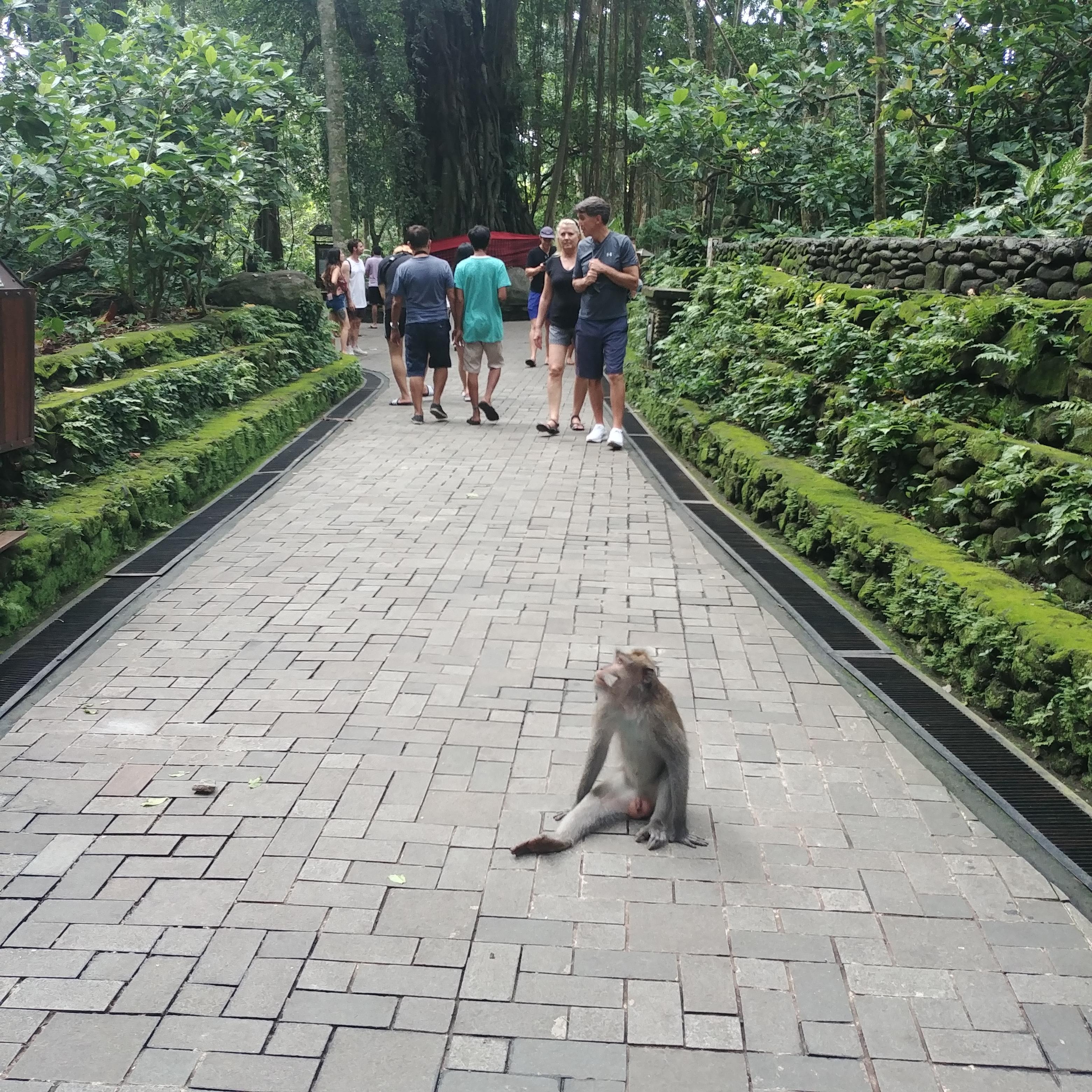 발리 우붓 여행 원숭이 숲 Sacred Monkey Forest Sanctuary