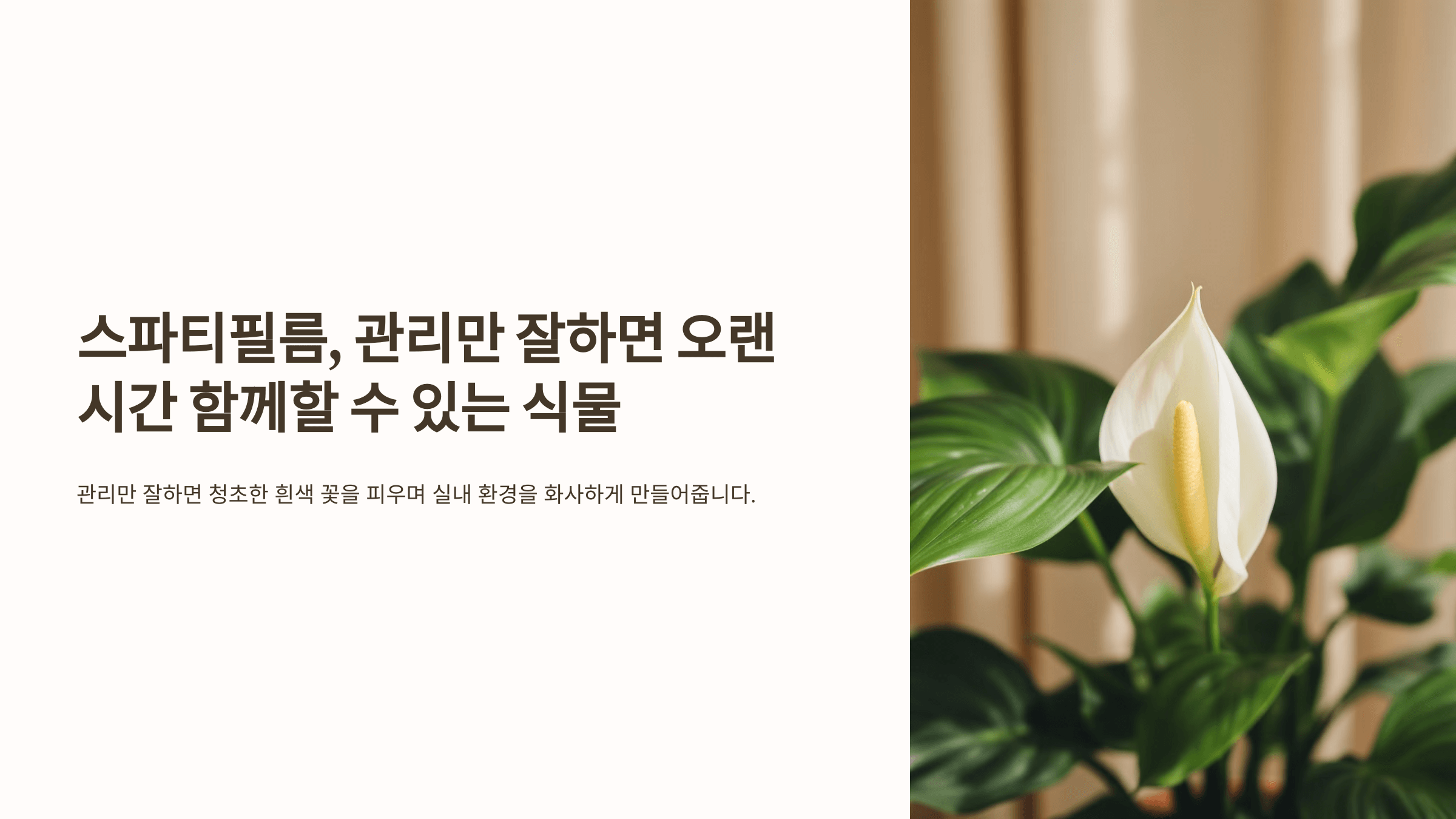 스파티필름과 관련된 사진입니다.