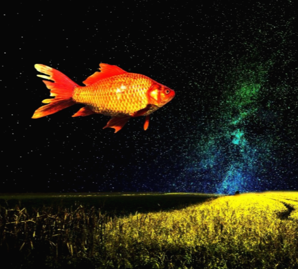 물고기를-잡은꿈-배경은-꿈속-붕어가-떠다닌다-작성자는-물고기를-잡았다