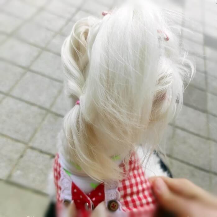  강아지 산책 , 매일 해야 하는 이유