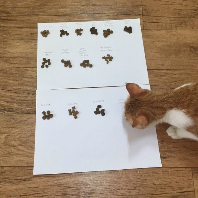  고양이 사료 선호도 조사