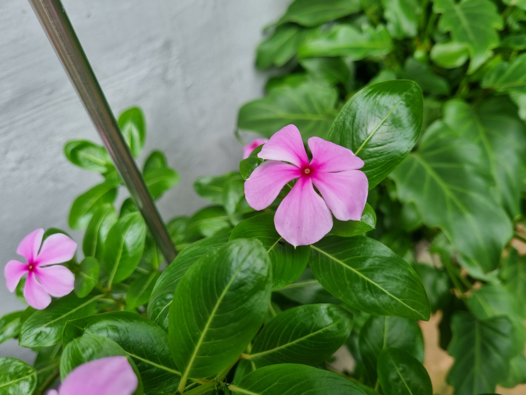 분홍색꽃-일일초-한송이-확대해서-찍은-사진