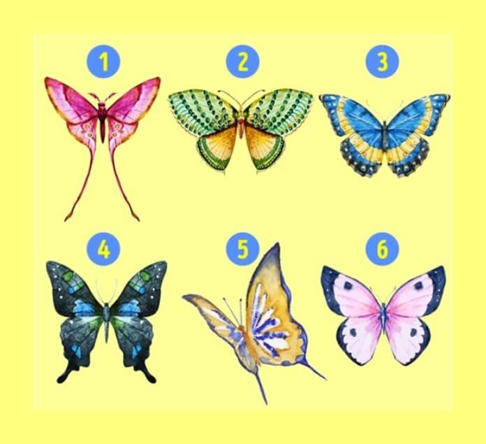6가지 종류별 나비 이미지