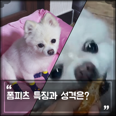 특징 (포메라니안 스피츠와 차임) 믹스견 종류 폼피츠의 성격과 7