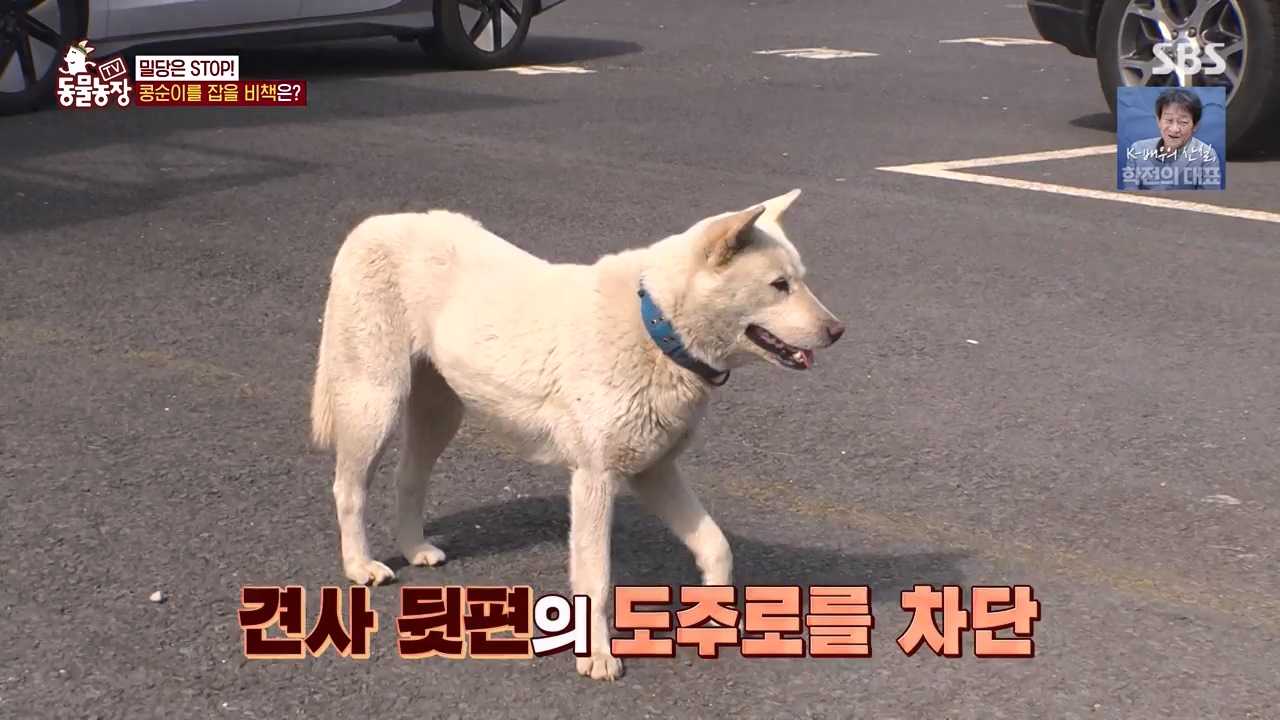 TV 동물농장.E1168.240422p-NEXT.mp4_20240421_170946.310.jpg
