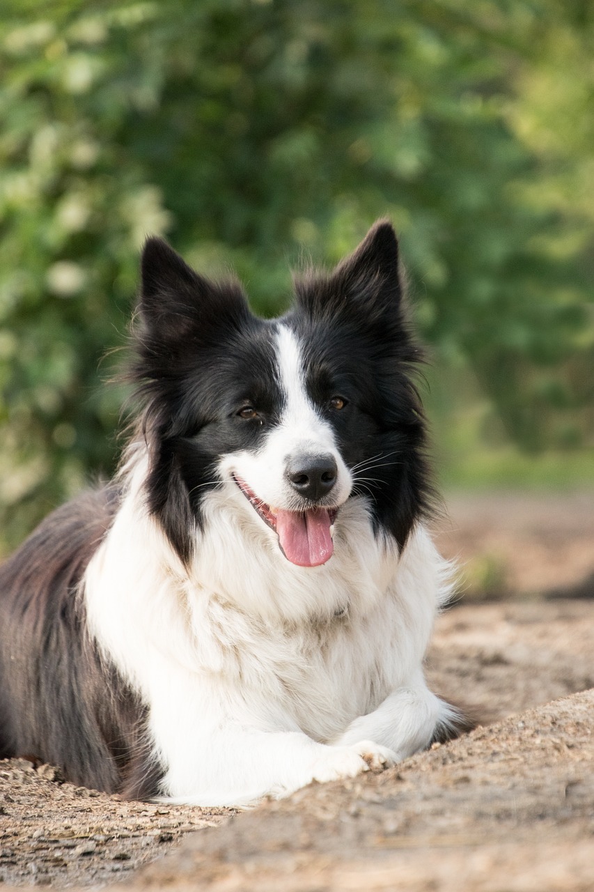 보더 콜리 (Border Collie)