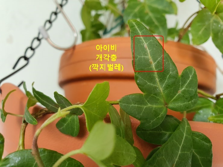 아이비 개각충 깍지벌레
