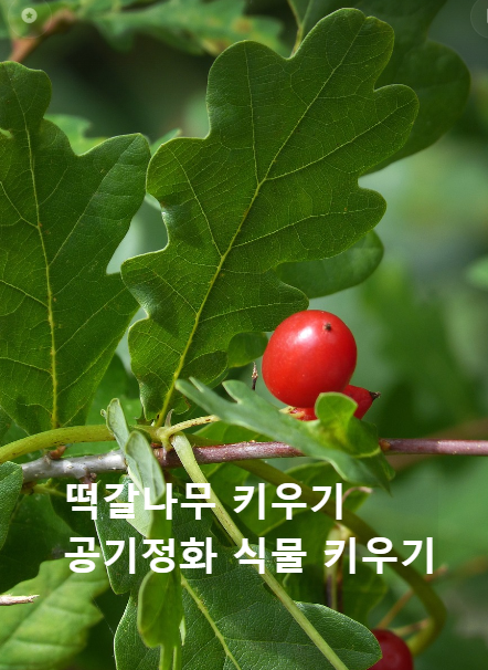 떡갈나무 키우기 Daimyo Oak키우기 공기정화식물 키우기