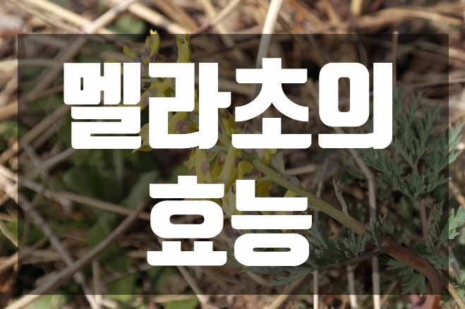  멜라초(산괴불주머니)의 효능
