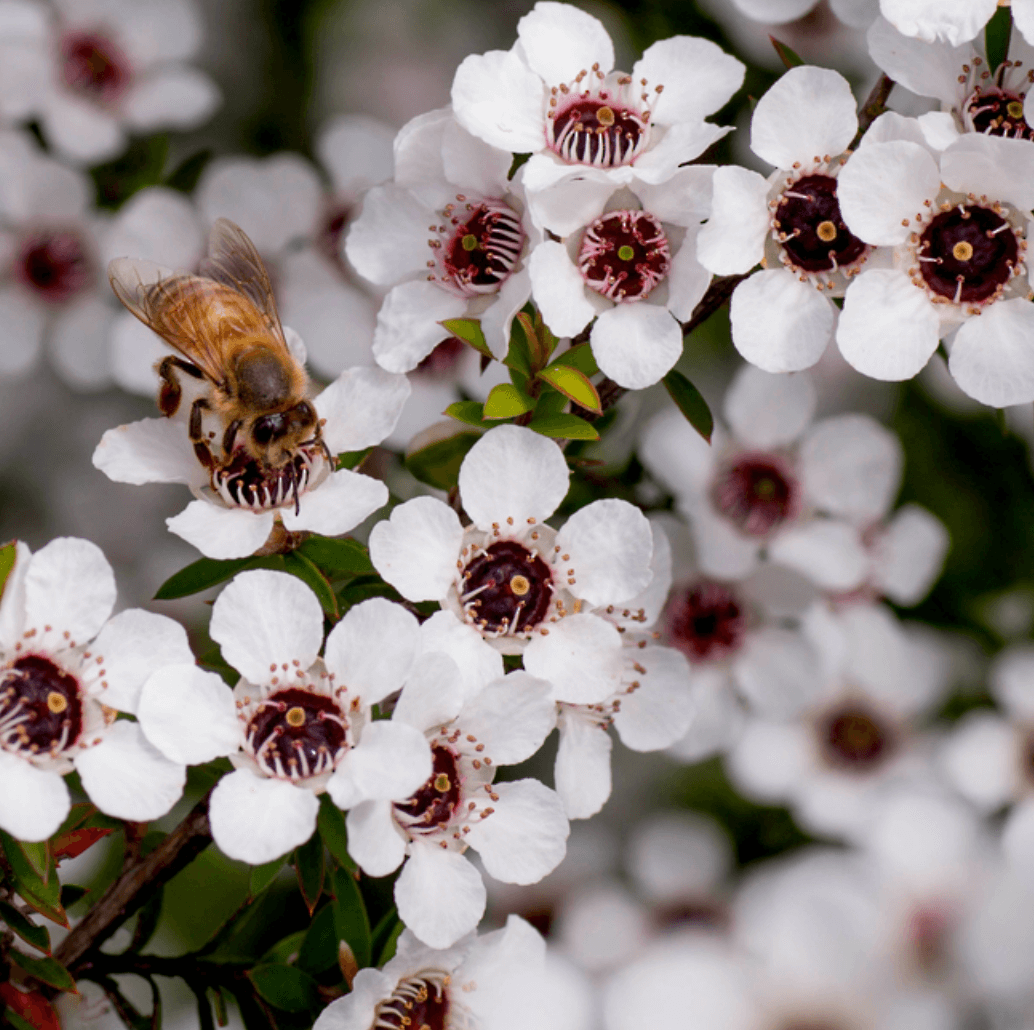 마누카 꿀 꽃