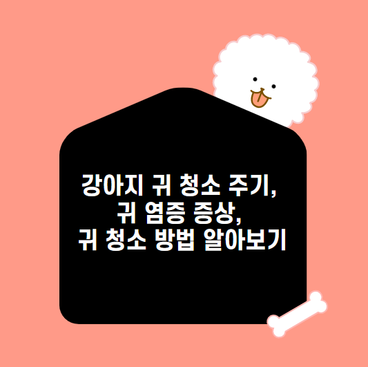 강아지 귀 청소 주기&#44; 귀 염증 증상&#44; 귀 청소 방법 알아보기