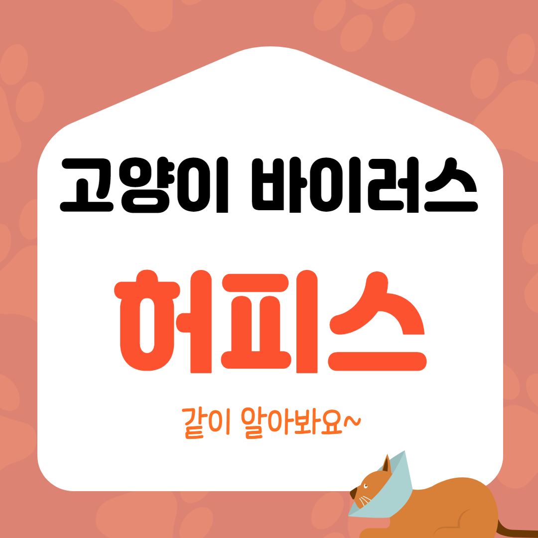  고양이 허피스 바이러스 알아볼까요?