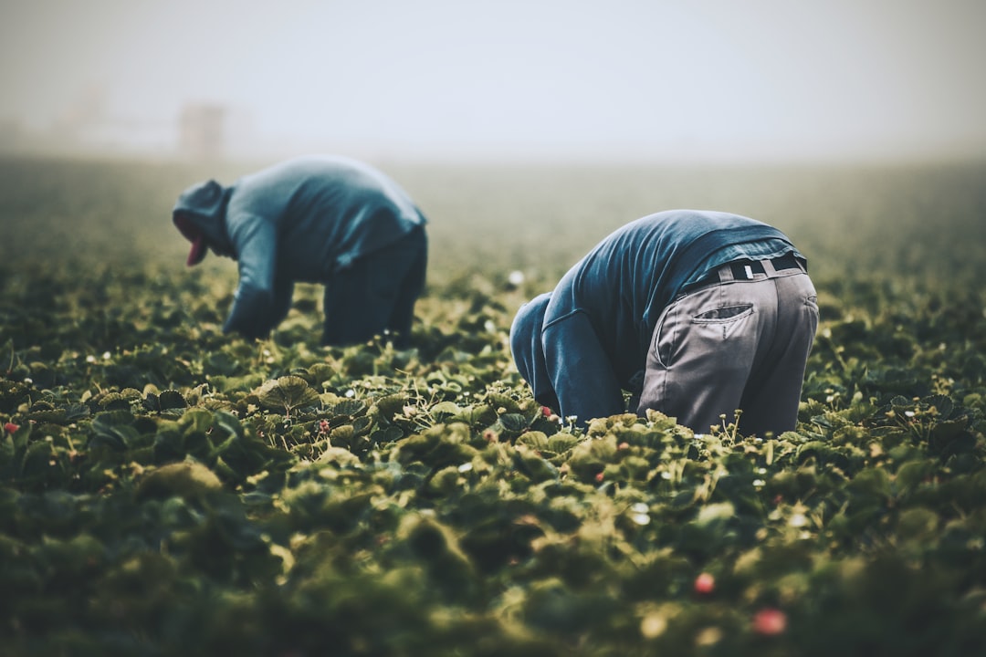 Labor