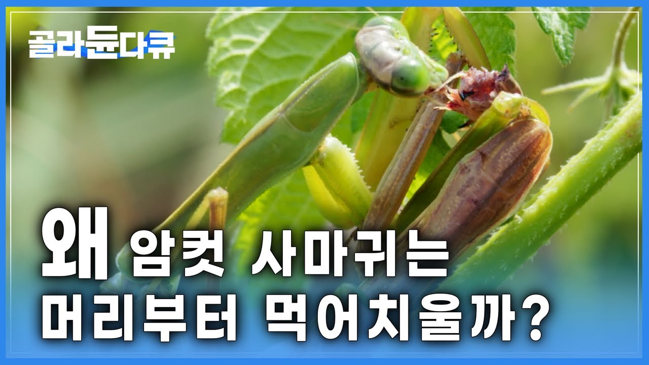 곤충과학 생존전략 사마귀 거미의진화 자연의신비 남편잡아먹는곤충 번식전략 과학이야기