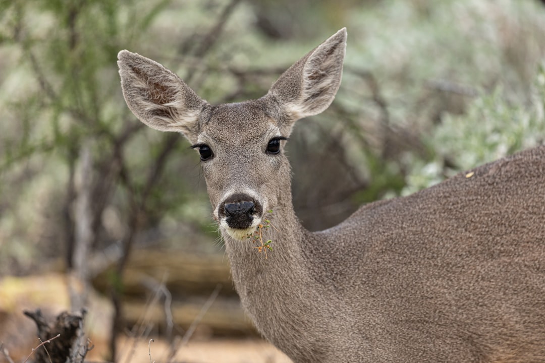 Tucson