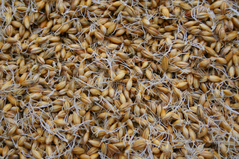 보리싹 싹의 7가지 효능과 부작용 41