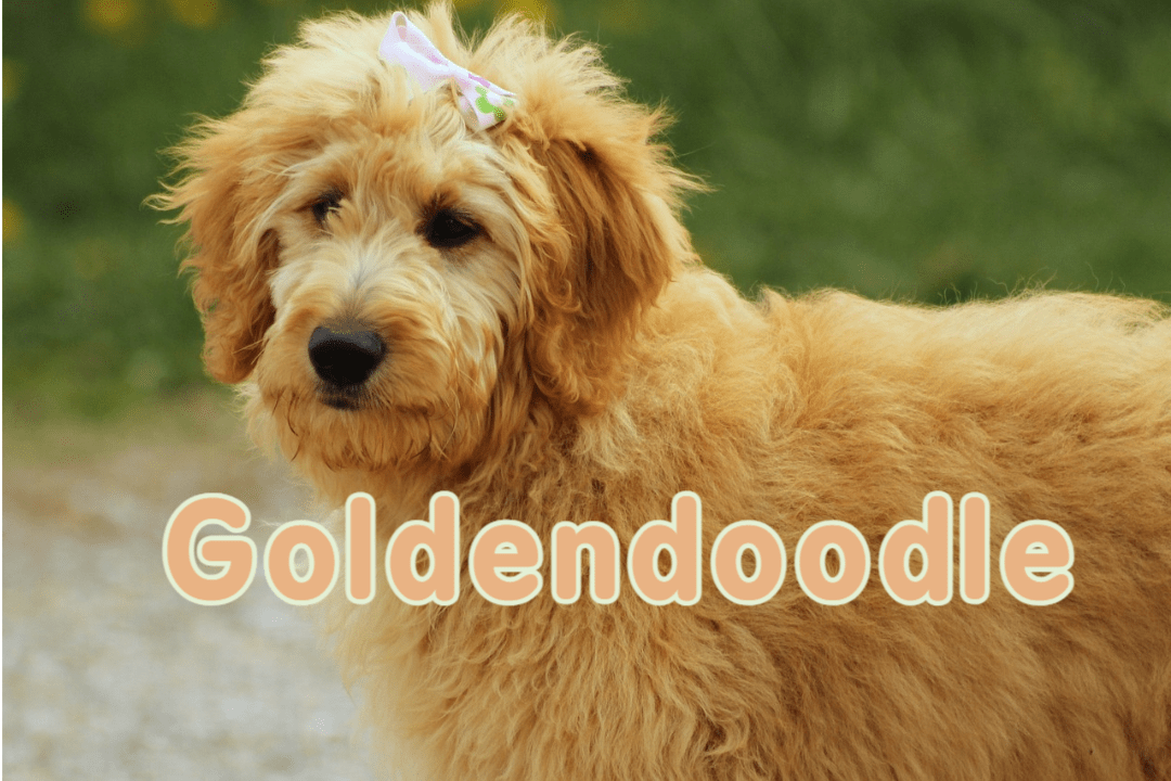 Goldendoodle