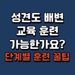 성견-배변-교육
성견-배변-훈련