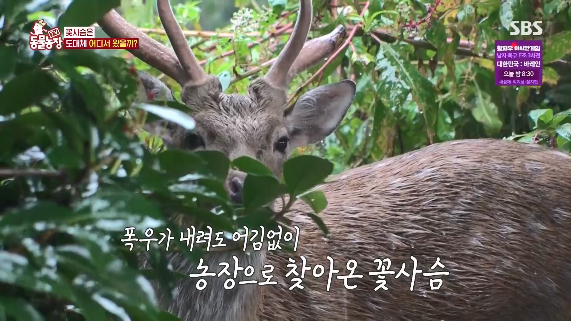 TV 동물농장.E1139.230924p.H264-F1RST.mp4_20230924_172350.997.jpg