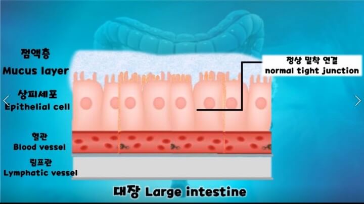 대장 내부 구조