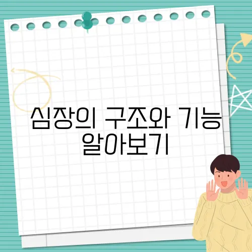 심장의 구조와 기능 알아보기