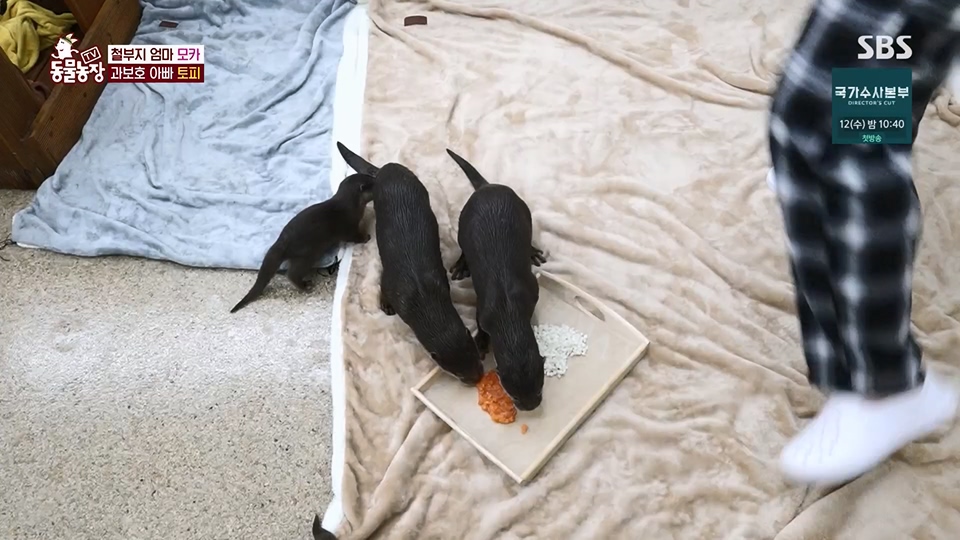 TV 동물농장.E1128.230709p.H264-F1RST.mp4_20230709_183607.857.jpg