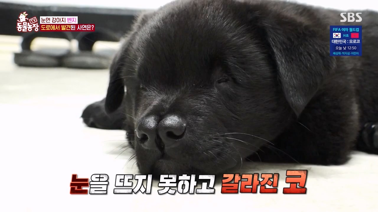 TV 동물농장.E1131.230731p-NEXT.mp4_20230730_190945.944.jpg