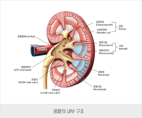 콩팥의 내부구조