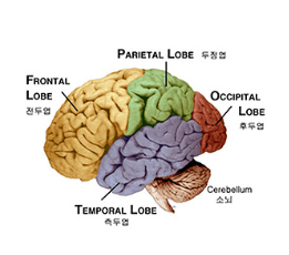 뇌의 구조와 기능