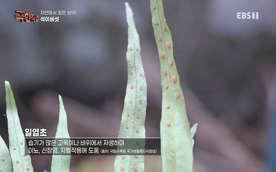 TV - 교육의 중심 EBS자연에서 찾은 보약! 석이버섯, 호장근, 백하수오.mp4_20220518_185713.457.jpg