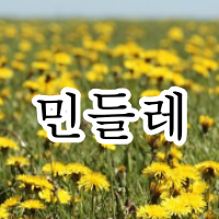 민들레