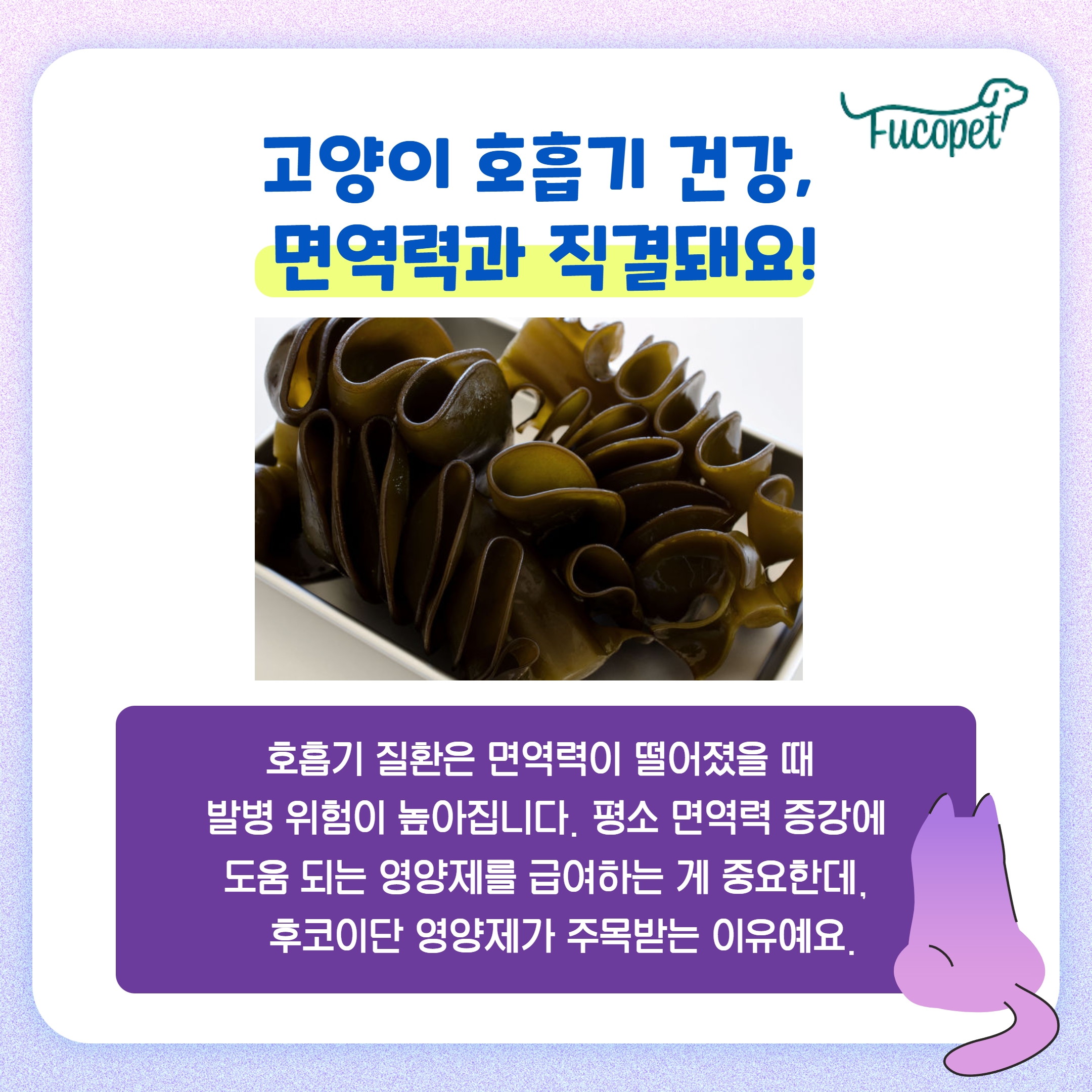고양이 호흡 보조제/상부 호흡기 증후군/후코이단 푸코펫 6