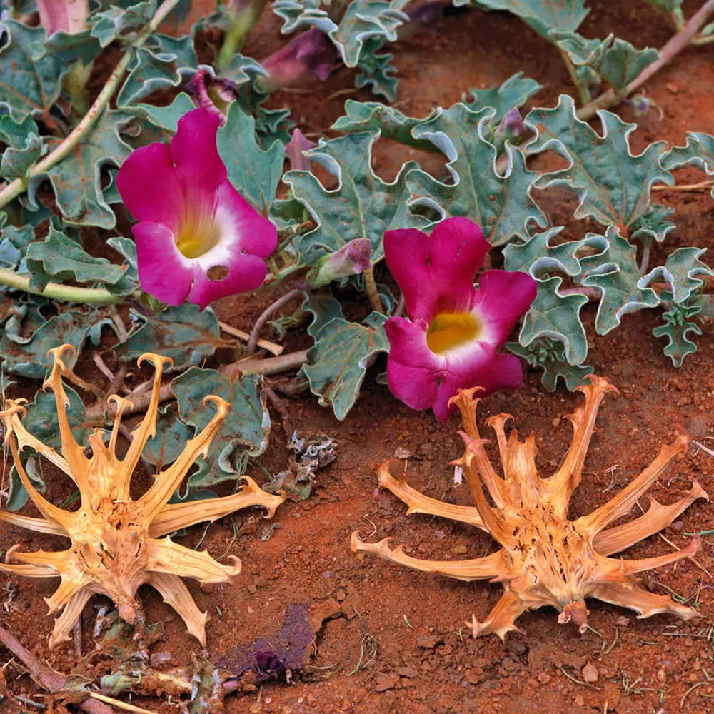  퀴네마트산(Harpagophytum) 관절 건강과 통증 완화를 위한 자연의 보물!!