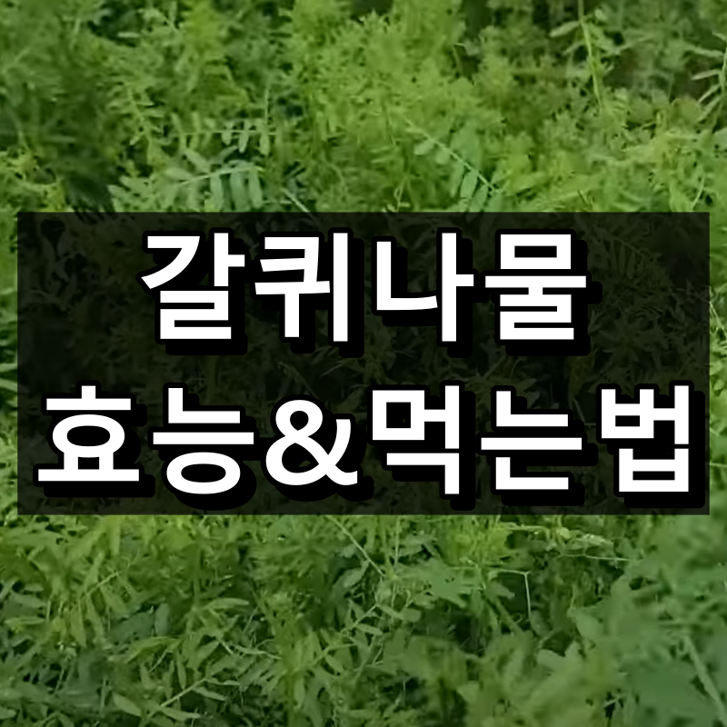 갈퀴나물 효능 및 먹는법