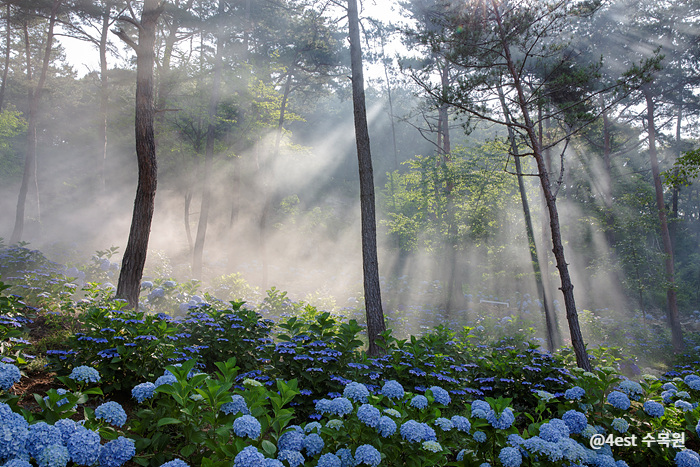 수국