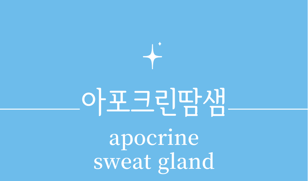 '아포크린 땀샘(apocrine sweat gland)'