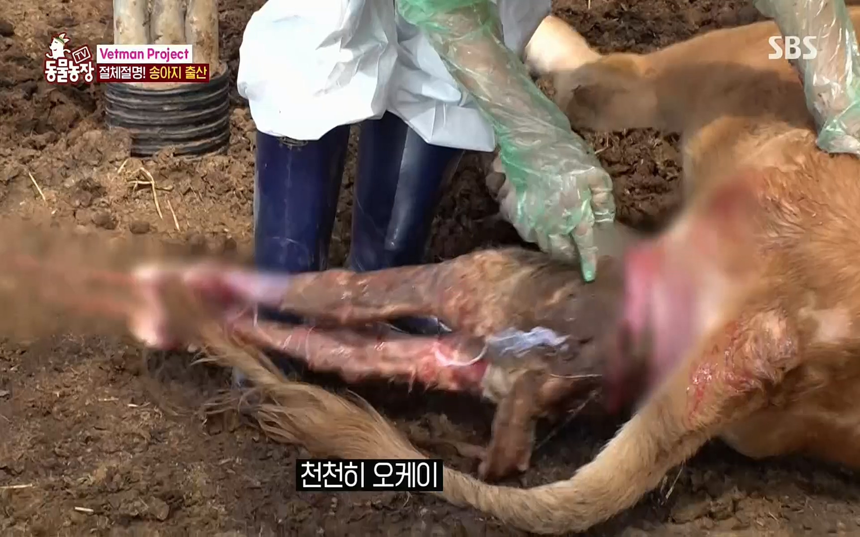 TV 동물농장.E1069.220515p.H264-F1RST.mp4_20220515_181251.681.jpg