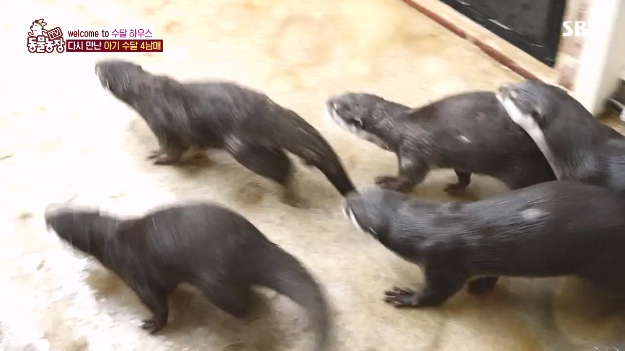 TV 동물농장.E1145.231113p-NEXT.mp4_20231112_173438.263.jpg