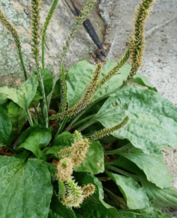 당뇨병에 좋은 음식