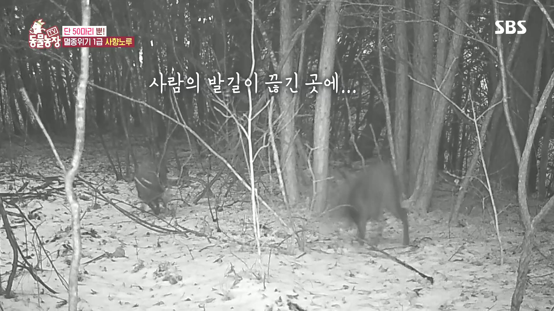 TV 동물농장.E1185.240818p.H264-F1RST.mp4_20240818_161129.799.jpg