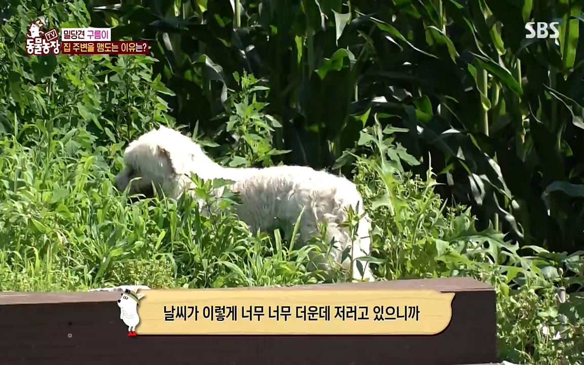 TV 동물농장.E1080.220732p-NEXT.mp4_20220731_174246.119.jpg