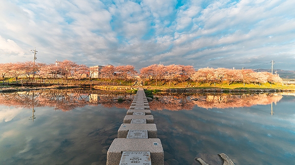 충청도 서산 해미천 벚꽃 명소 2024 벚꽃 명소 작년보다 빠른 벚꽃 개화 시기