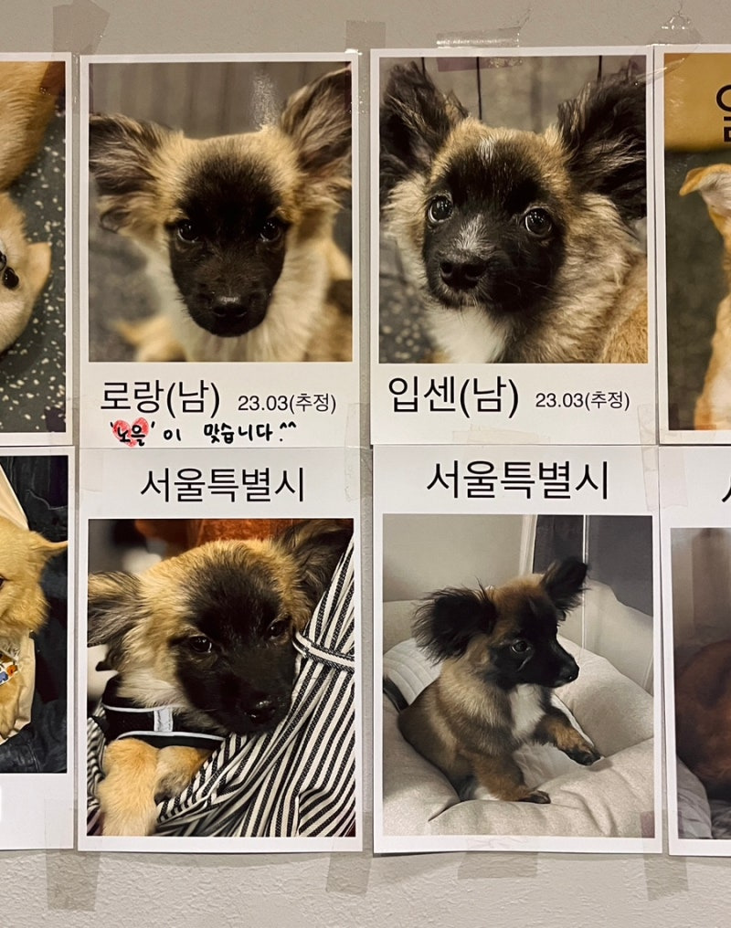 꽃길걷개 이미지
