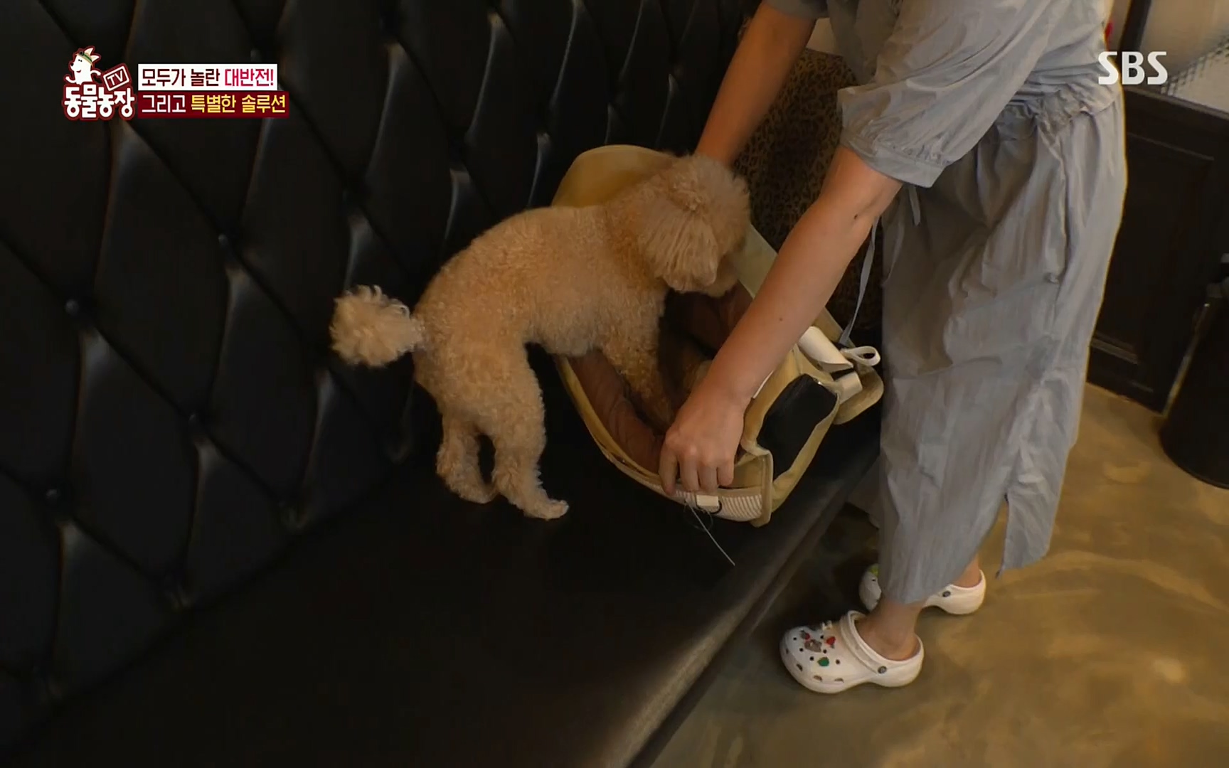 TV 동물농장.E1084.220828p.H264-F1RST.mp4_20220828_154045.493.jpg