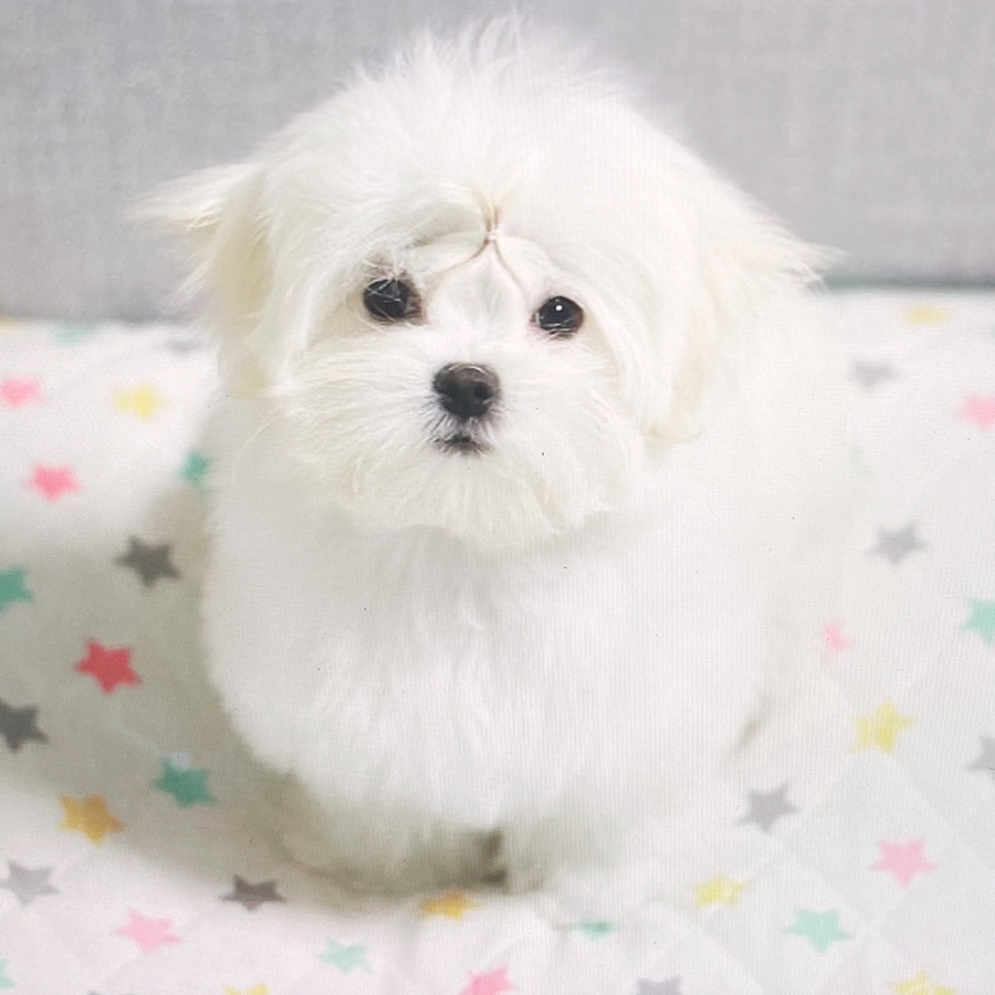 말티즈 키울 때 꼭 읽어보세요 소형견 종류 미니 12