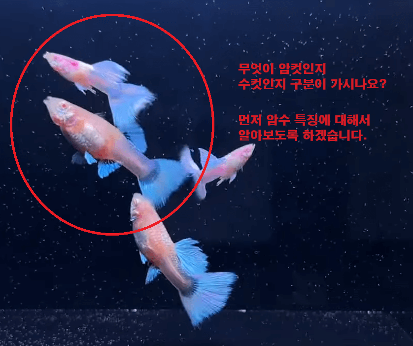 구피 암수 구별하는 방법