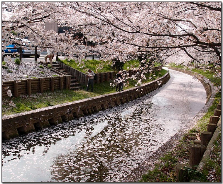 벚꽃핀 연못