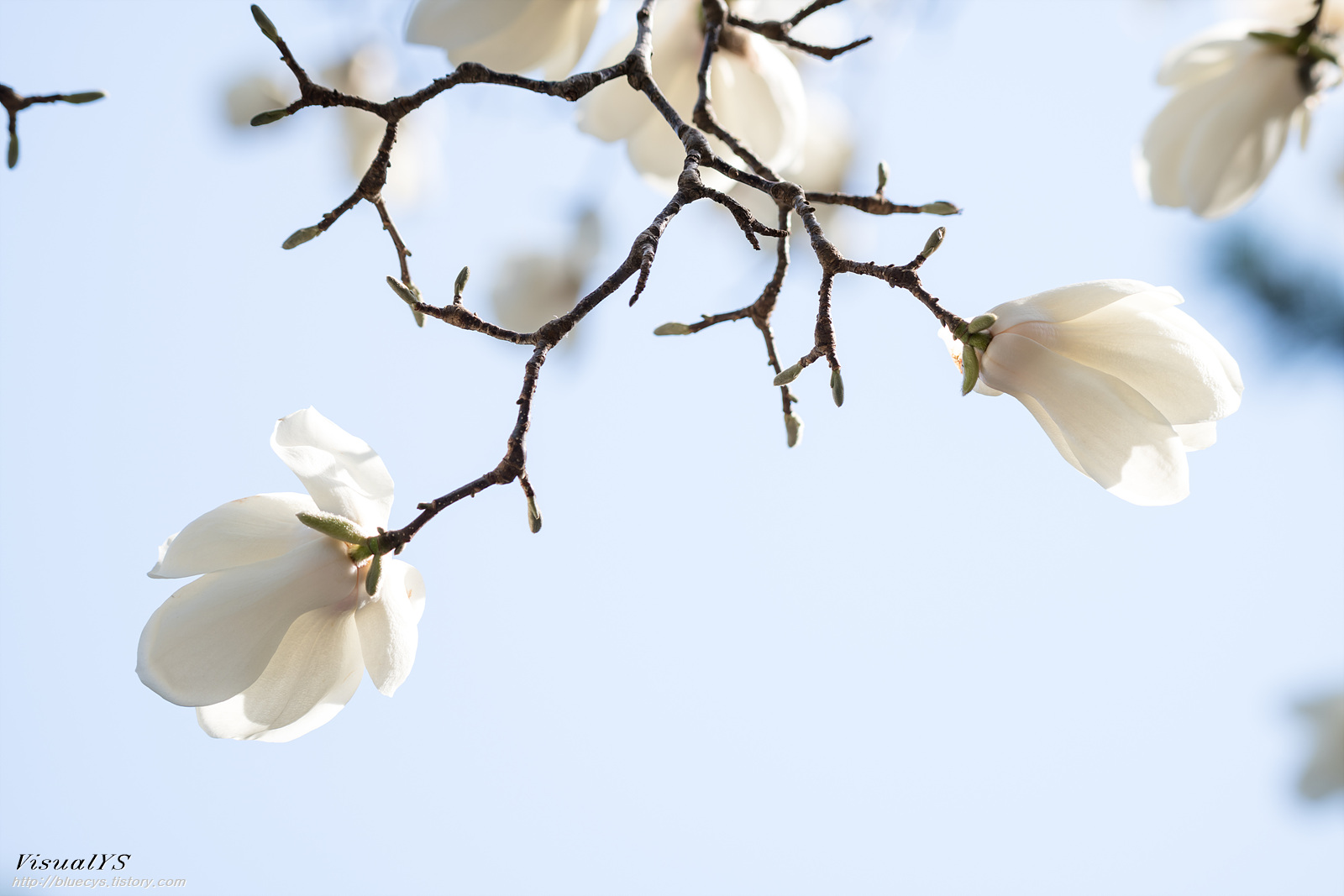 화려한 목련.. 21