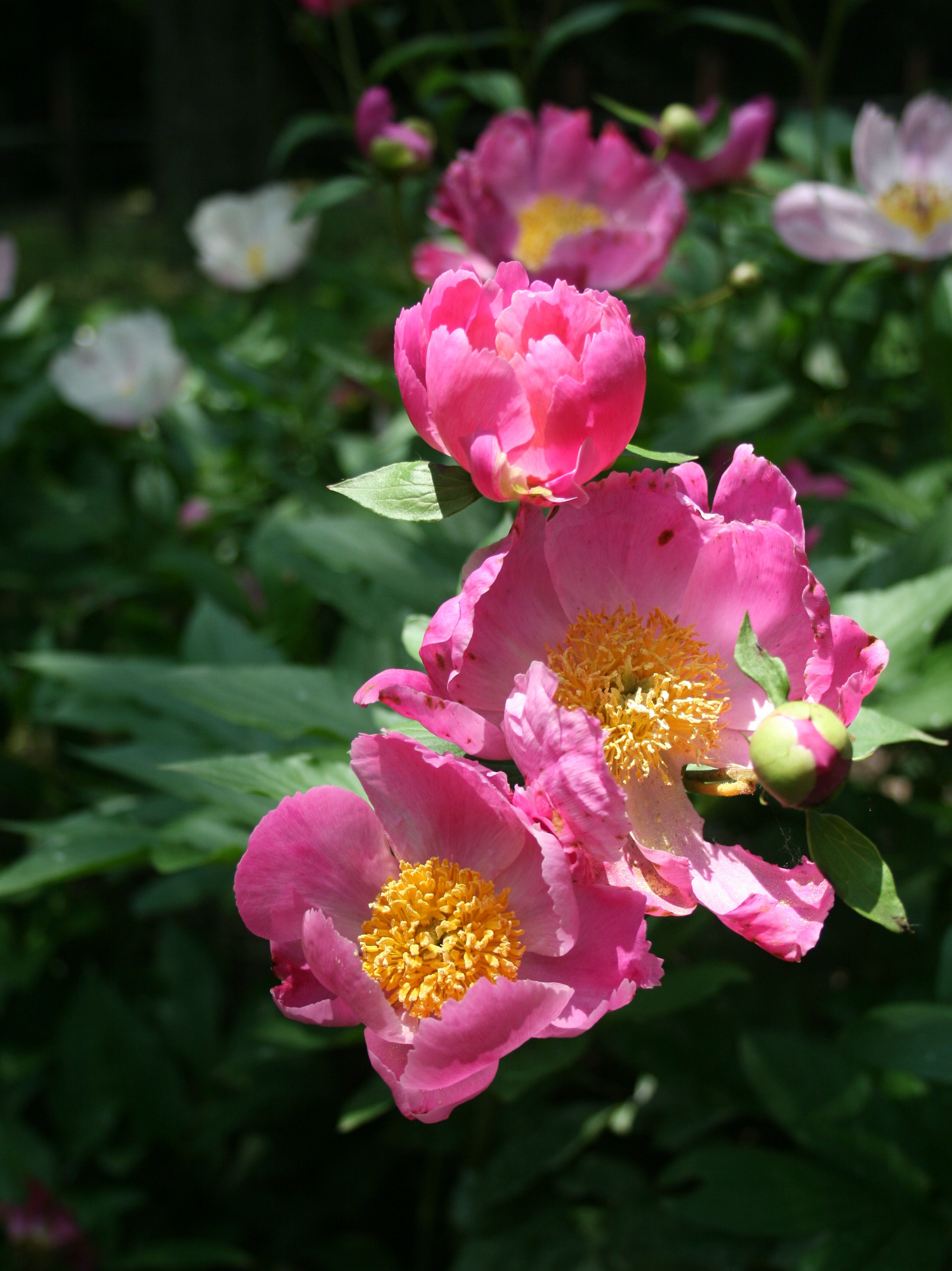 peony 이미지